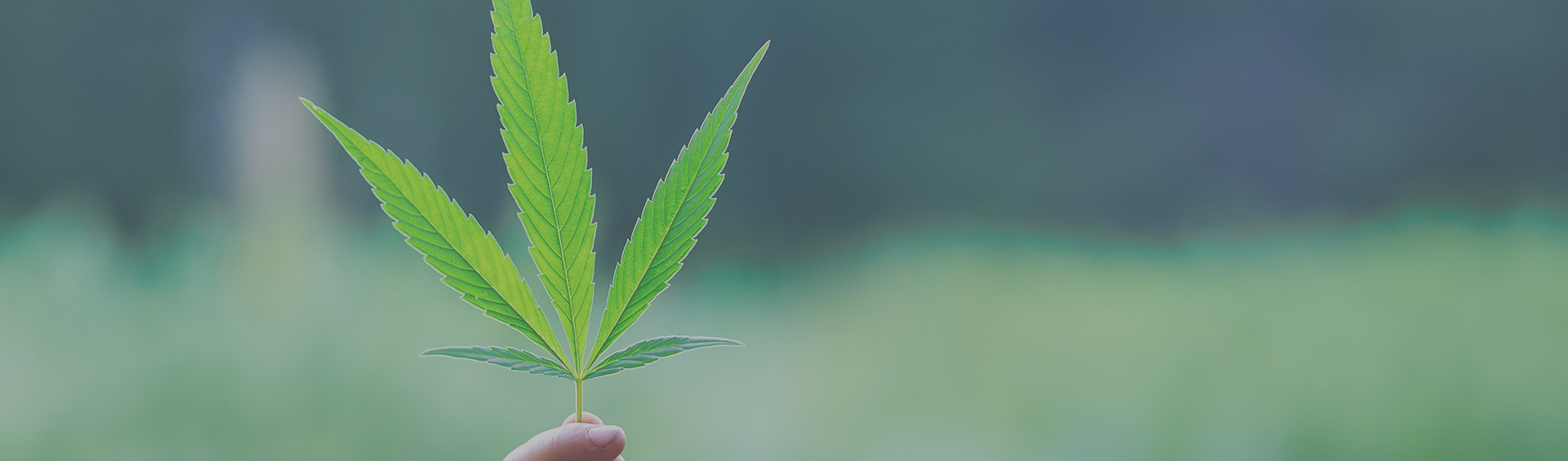 Cannabis