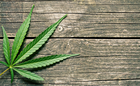 Cannabis leaf on a wooden table