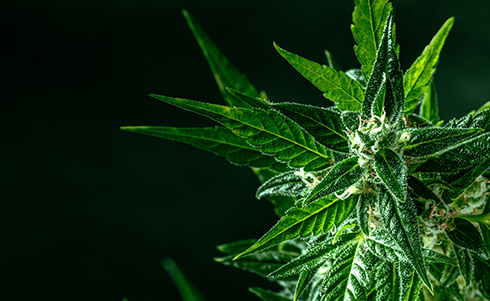 Images of a budding cannabis plant