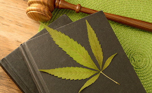 A marijuana leaf on top of two books next to a judge's gavel on a green placemat